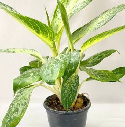 Agla Aglaonema Plant
