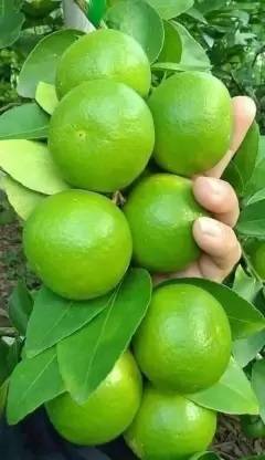 Woodsep Lemon Plant