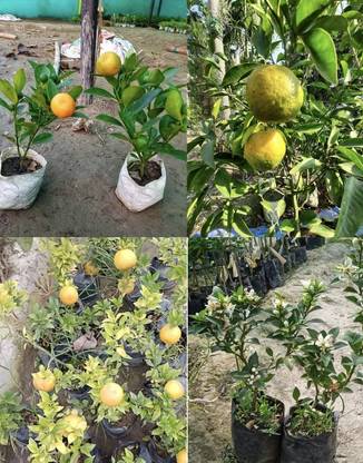 MyPlantsBazar Orange Plant