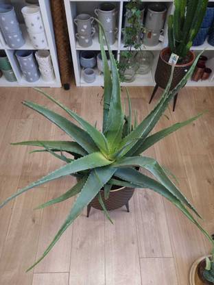 Cloud Farm Medinilla Magnifica Plant