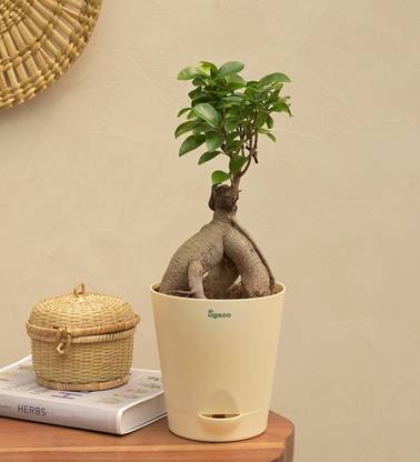 UGAOO Ficus Bonsai