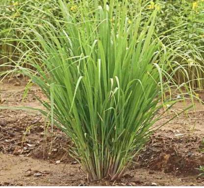 Gardeners Choice Lemon Grass Plant