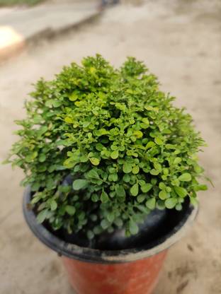 Cloud Farm Table Palm Plant