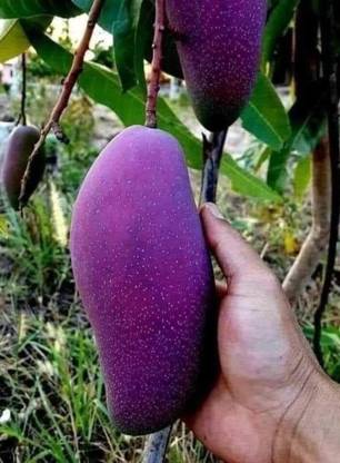 BerryBreeze Mango Plant