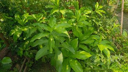 Live Insulin Plants Insulin Plant