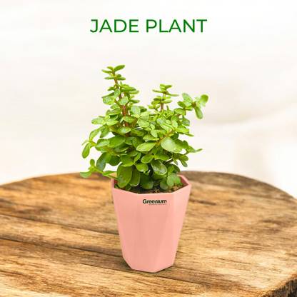 Greenium Jade Plant