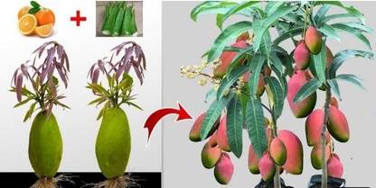 HYBRID Mango Plant