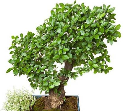 RM LIVE PANT Ficus Bonsai Plant
