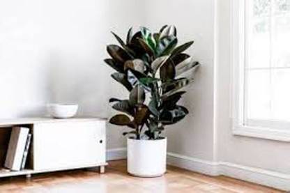 GreenyOn Rubber Tree