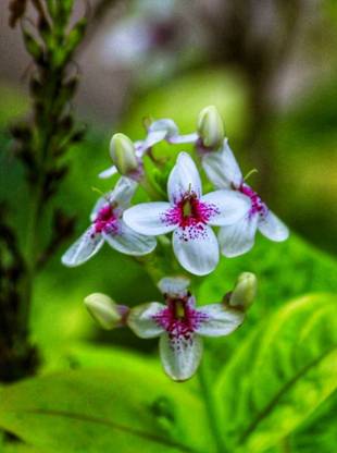 Audhav Phlebodium Pseudoaureum Plant