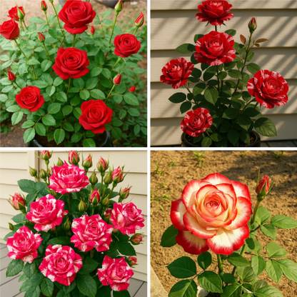 BloomShadow Rose Plant