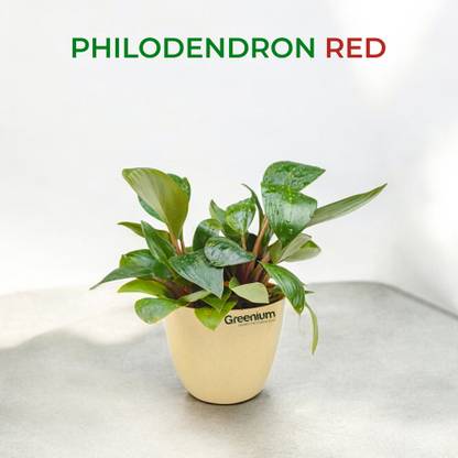 Greenium Philodendron Red Emerald Plant