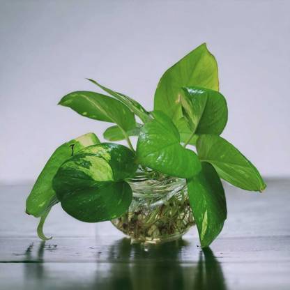 Bhavesh Creation Money Plant