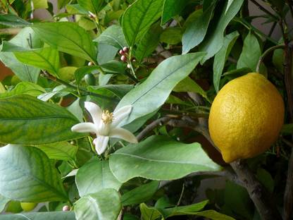 Cloud Farm Lemon Plant