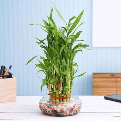 PLANTASY Three Layer Bamboo Plant