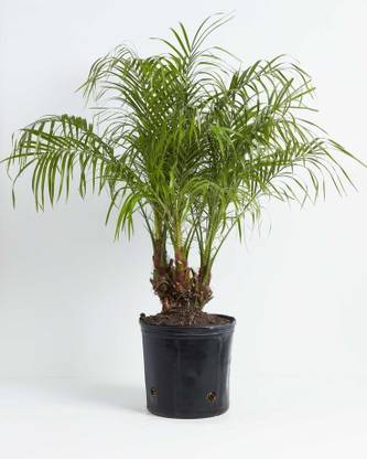 date palm Fan Palm Plant