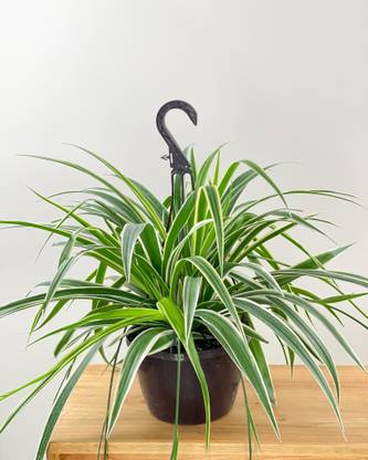 YourPlant Spider Plant