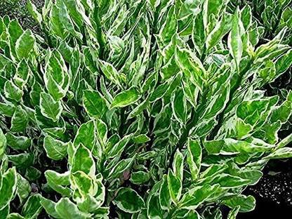 MUTHIK Euphorbia Francoisii Plant