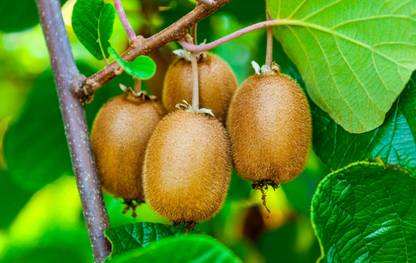 ABC Kiwi Plant