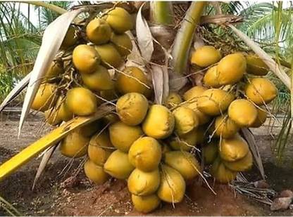 Padmavati Coconut Plant