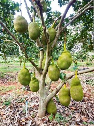 KB NURSERY Jack Fruit Plant