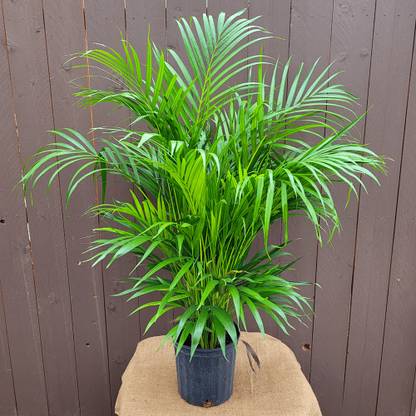 JR GLOBLE Areca Plam