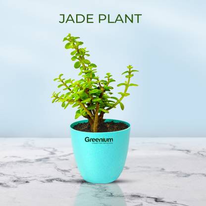 Greenium Jade Plant