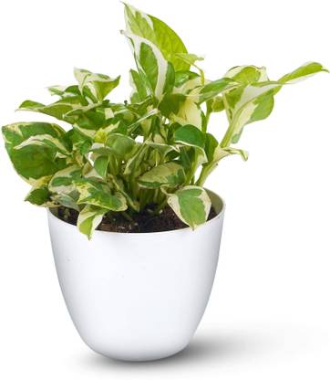 SINGLE BOY PLANT Money Plant