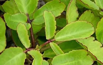 Kalanchoe pinnata Bryophyllum Pinnatum/Patharchatta Plant