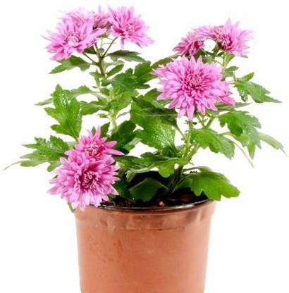 Bee Green Chrysanthemum
