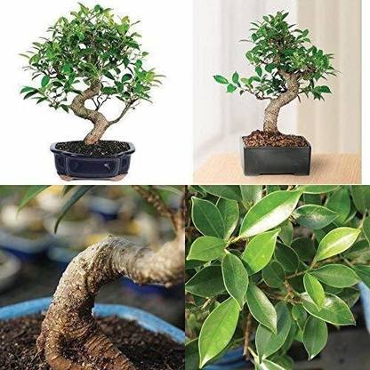 The Entacloo Ficus Bonsai Plant