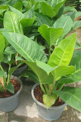 EliteGreen ZZ Plant