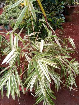 variegated bamboo plant Bottle Gourd