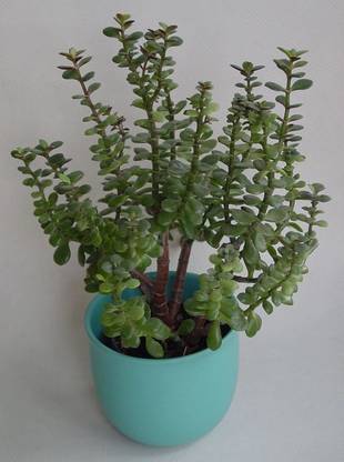 rani Jade Plant