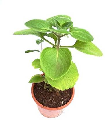 Garden Solution Trachyspermum ammi Plant