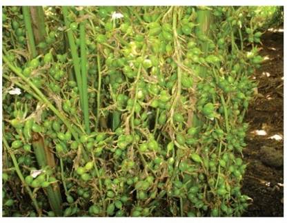 DELOREA Elaichi/Cardamom Plant