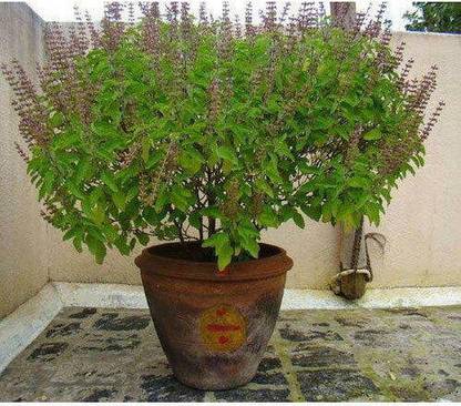 MondalNursery Tulsi Plant