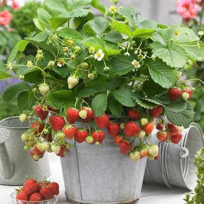 Earth Connect Strawberry Plant