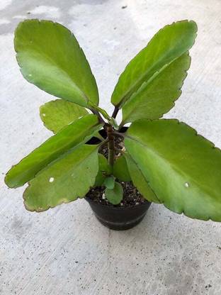 Click to buy Bryophyllum Pinnatum/Patharchatta Plant
