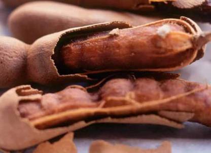 hybrid sweet tetul Tamarind Plant