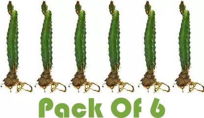 Cloud Farm Dragon Tree