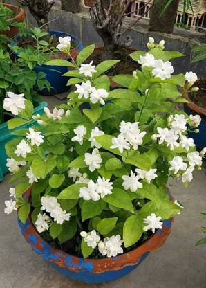 Jesmin Jasmine Plant
