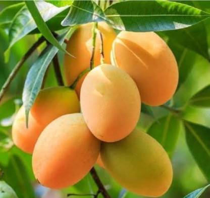 alphonso langda chousa mango Mango Plant