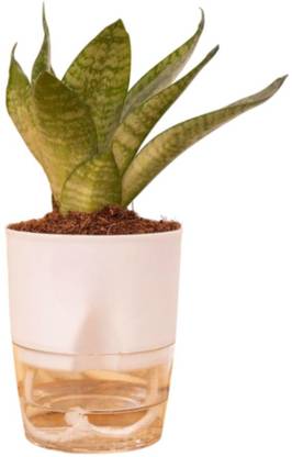 Greenery Green Sansevieria Snake Plant