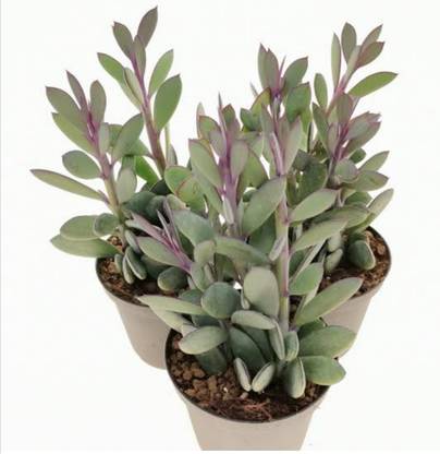 senecio crassissimus Barrel Cactus Plant