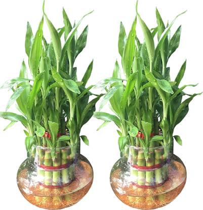 NiMoj Two Layer Bamboo Plant, Lucky Bamboo Straight Stick, Dracaena Plant