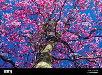 KUMUBON Tabebuia rosea