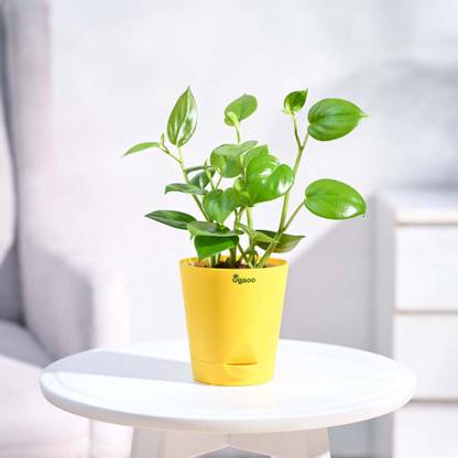UGAOO Peperomia Green Creeper Plant