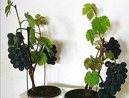 dream shop now Grape Plant