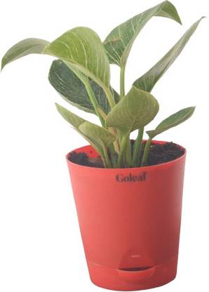 Goleaf Philodendron Moonlight Plant